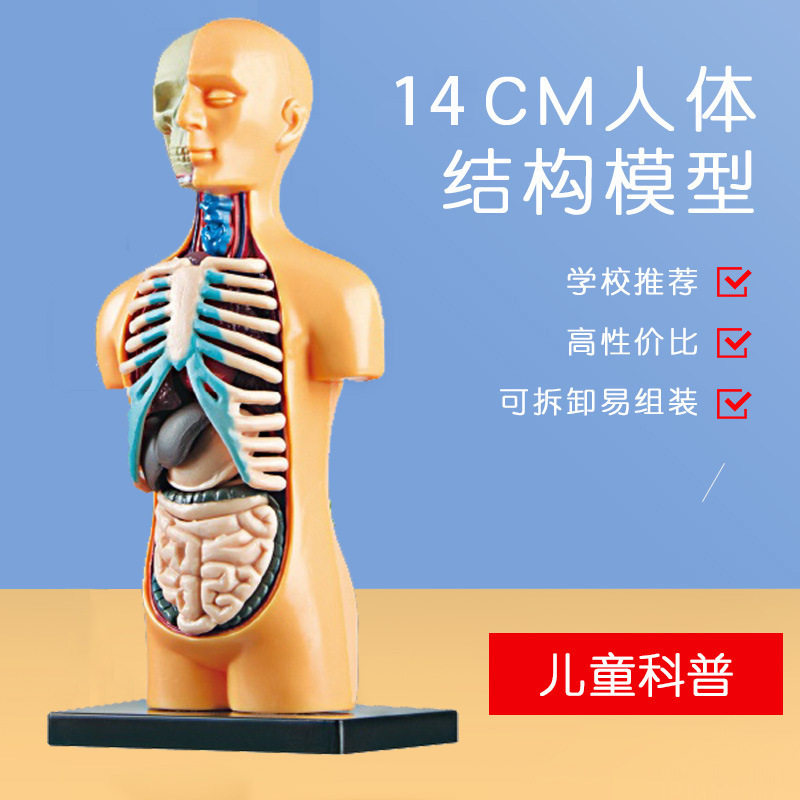 ของเล่นเพื่อการศึกษาปฐมวัย ชุดโมเดลโครงกระดูกมนุษย์ สำหรับการเรียนรู้เชิงวิทยาศาสตร์แบบ STEAM สำหรับนักเรียนประถมและมัธยมศึกษา ของเล่นประกอบเองทำมือ