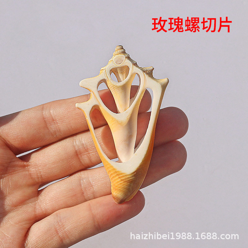 Natural shell conch sliced rose snail handmade diy clothes accessories decorative crafts necklace material wholesale