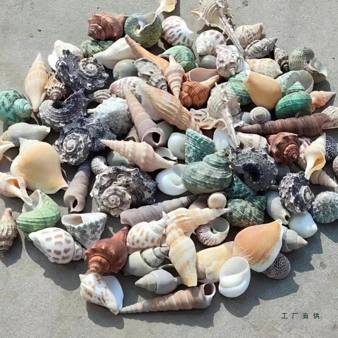 Natural Shell Conch Starfish Sea Urchin Shell Kindergarten Handmade DIY Shell Photo Frame Fish Tank Landscaping Large Conch Shell