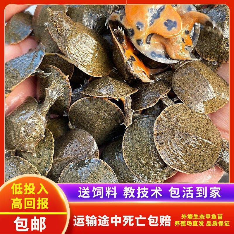 Live Young Turtles for Outdoor Pond Farming, Turtle Eggs, Water Turtles, Turtle Eggs, Chinese Turtle Eggs, Live Farming, Direct Delivery from the Farm