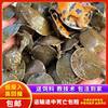Live Young Turtles for Outdoor Pond Farming, Turtle Eggs, Water Turtles, Turtle Eggs, Chinese Turtle Eggs, Live Farming, Direct Delivery from the Farm