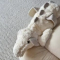 50cm white dragon