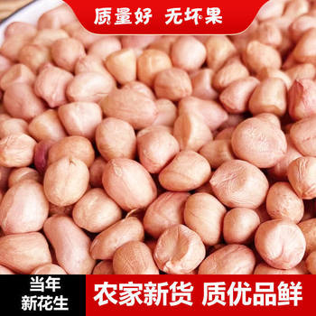 2025 Farm-Grown Peanuts, New Seasonal Seeds, Unshelled Raw 5 Large Capsules, Wholesale and Direct Sales