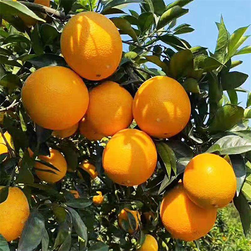 顺丰江西赣南脐橙新鲜水果橙子整件包邮当季水果脐橙,淘宝优惠券,粉丝福利购,淘宝优惠卷