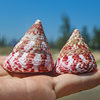 Little Red Tara Snail Pagoda Snail Aquarium Landscape Creative Gift Full Shipping Natural Conch Shell Red Spot Bell Snail