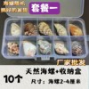 Natural Shell Conch Popular Science Material Specimen Snail Storage Set Gift Box Kindergarten Marine Life Collection