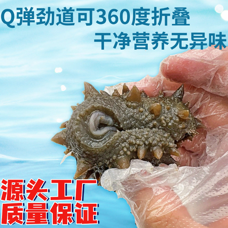 [0.5kg Direct Delivery]Wild Sea Cucumber Ready-To-Eat Dalian Fresh Sea Cucumber Sea-Resident Sea Cucumber Gift Box Instant Fresh Sea Cucumber