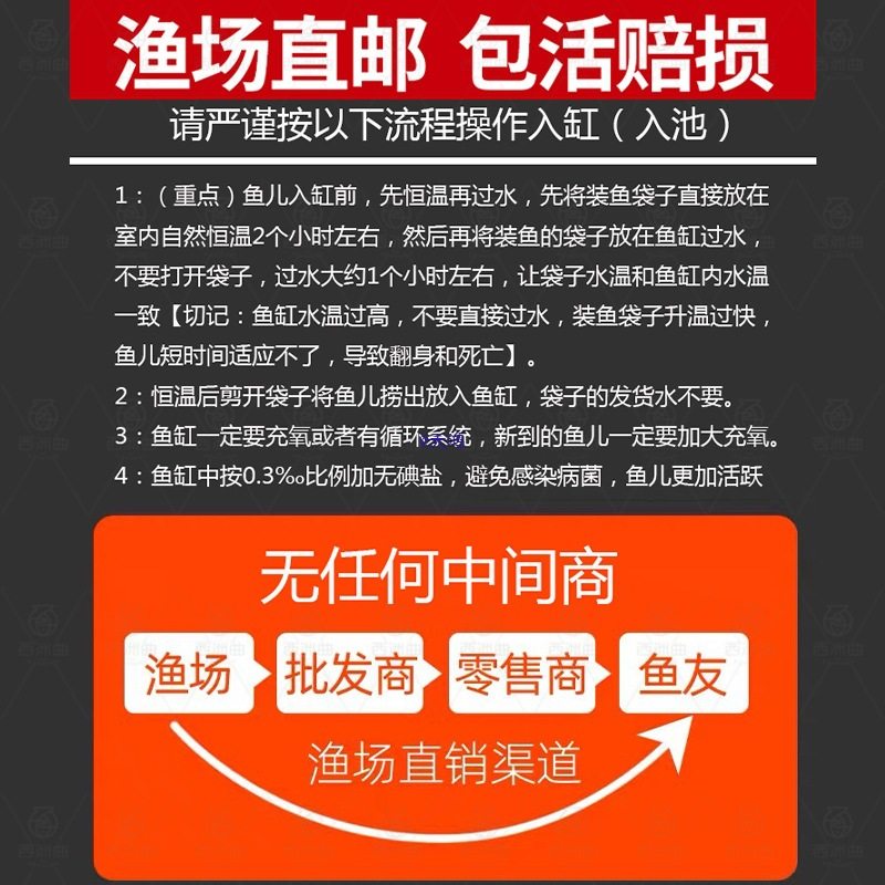 Goldfish That Don'T Need Oxygen, Easy to Raise and Durable, Small Fish That Won'T Die, Live Fish from Tap Water, Koi Pets