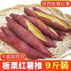 Shaanxi Linzhou Chestnut Sweet Potatoes Fresh Sandy Floor Chestnut Sweet Potatoes Fresh Sweet Potatoes Wholesale Cross-Border E-Commerce