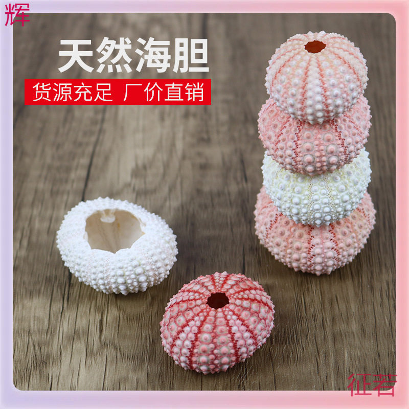 Shell Batch ✅ Specimen Home Crafts Decoration Sea Urchin Flower Pot Sea Urchin Floor Conch Shell Natural Air Pineapple