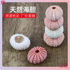 Shell Batch ✅ Specimen Home Crafts Decoration Sea Urchin Flower Pot Sea Urchin Floor Conch Shell Natural Air Pineapple