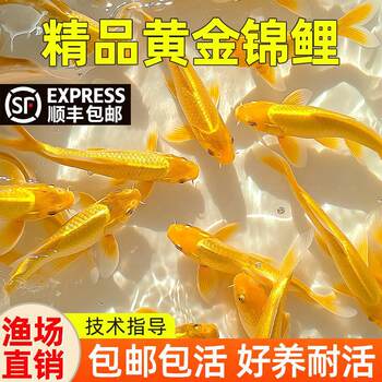 Sf Express Gold Koi Live Fish Can Be Raised in Tap Water, Cold Water Fish, Live Small Goldfish Fry, Ornamental Fish