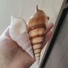 Short Nose Martin Snail Natural Shell Conch Fish Tank Aquarium Landscape Decoration Specimen Collection Handicraft Making