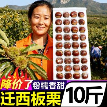 Authentic Hebei Tangshan Qianxi Chestnuts Fresh Wholesale 5kg Seasonal Chestnuts Fresh Oil Chestnuts Flagship Store