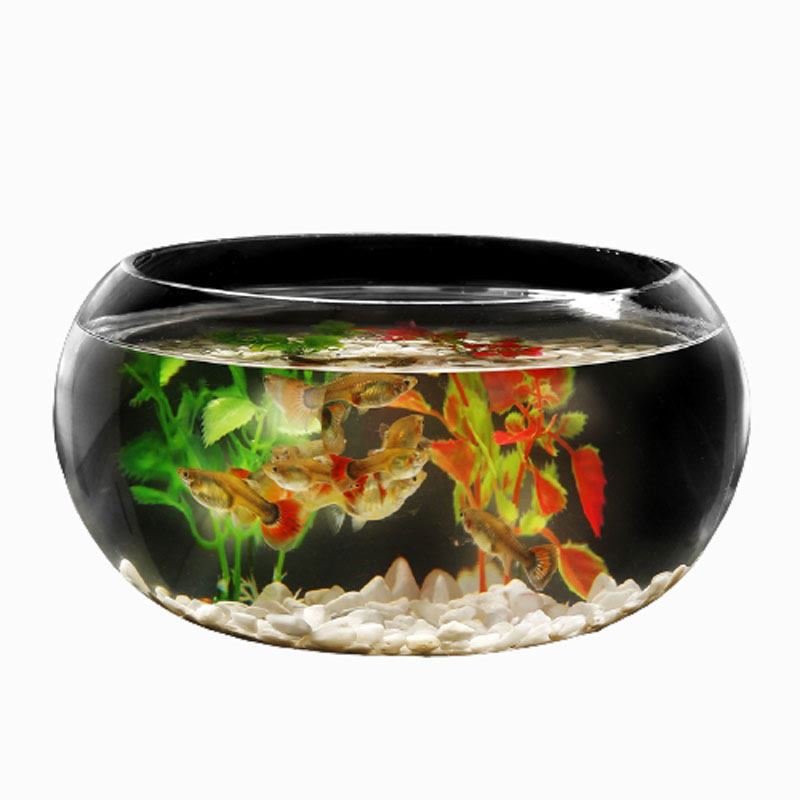 Office fish tank glass turtle cylinder drum cylinder transparent hydroponic plant copper grass green radish living room desktop round