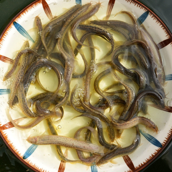 Taiwan Loach Fry Fresh Small Loach Local Loach Live Bait Turtle Dragon Fish Pet Feed Loach Fry Wholesale