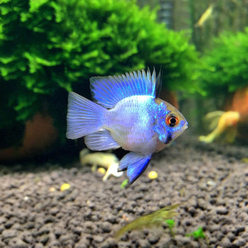 Live Blue Phoenix Fish, Blue Phoenix Ball, Avatar Short Snapper, Tropical Fish, Planted Tank Fish, Ornamental Fish, Fish Farm Wholesale