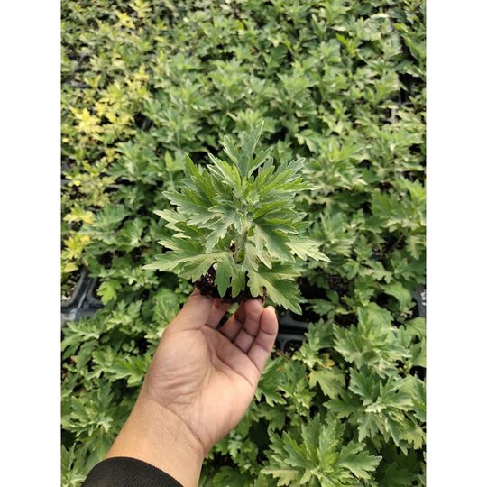 Mugwort Seeds, Seedlings, Potted Edible Mugwort Seedlings, Freshly Planted Seedlings, Mugwort, Mugwort Leaves, Potted Seedlings