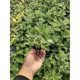 Mugwort Seeds, Seedlings, Potted Edible Mugwort Seedlings, Freshly Planted Seedlings, Mugwort, Mugwort Leaves, Potted Seedlings