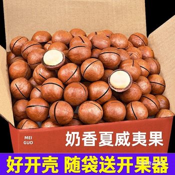 New Arrival Macadamia Nuts in Shell Bagged Fitness Large Particle Creamy Nuts Dried Fruits Roasted Seeds and Nuts Snacks Wholesale