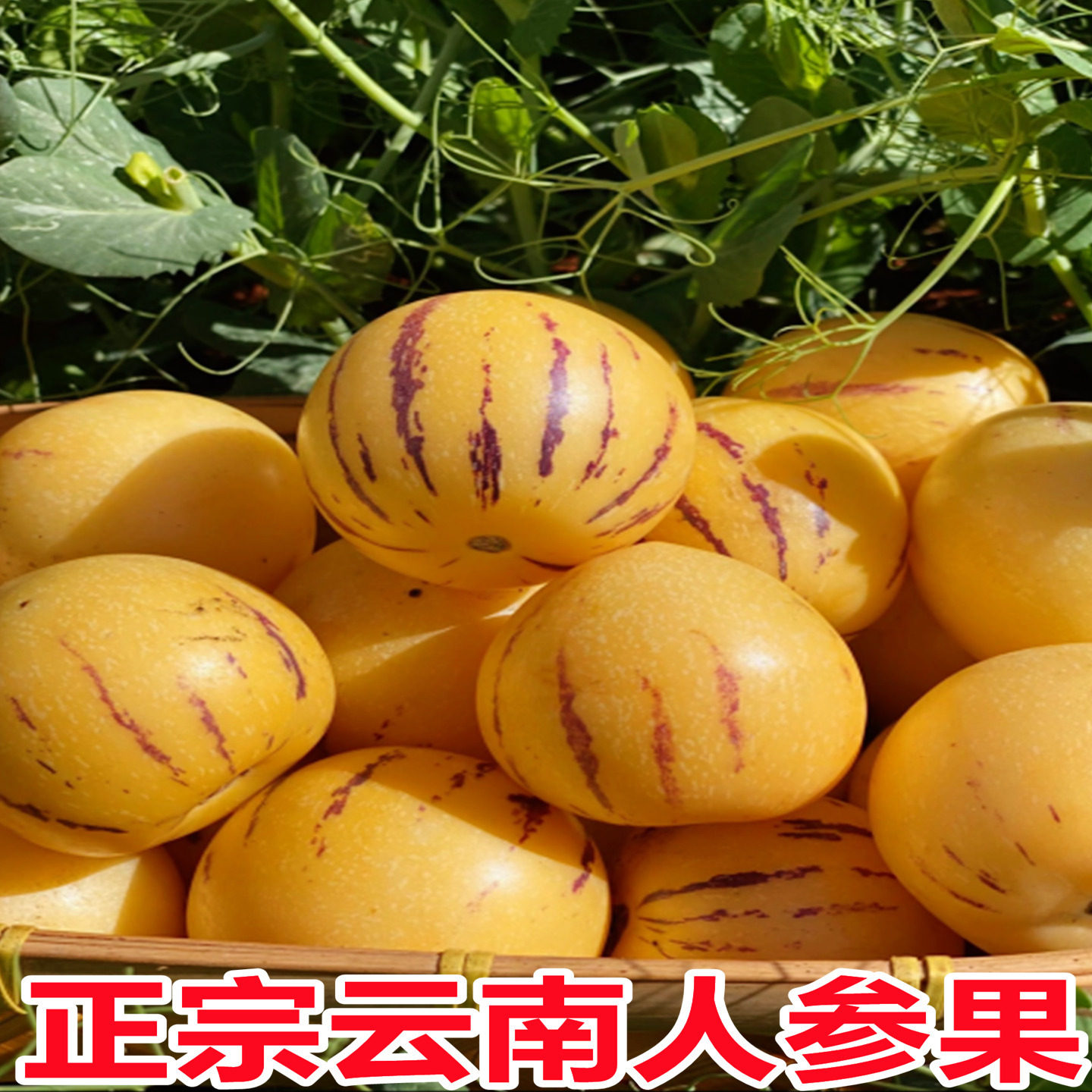 Yunnan Stone Forest Ginseng Fruit 5kg Seasonal Fresh Fruit Freshly Picked from the Tree in Season