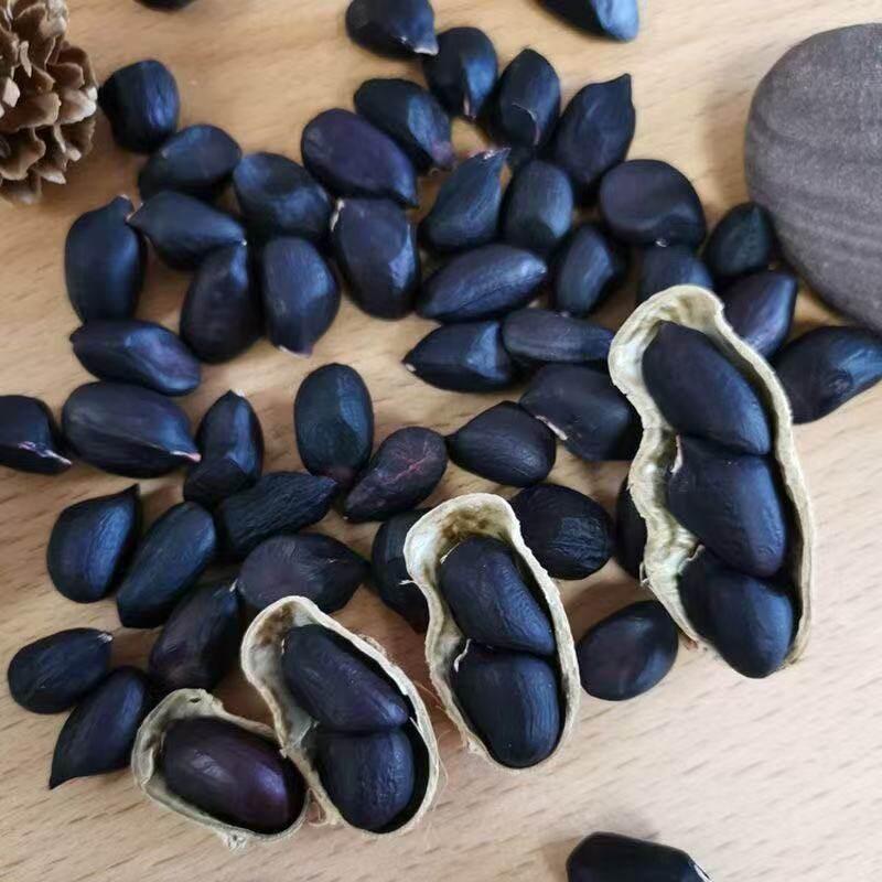 Authentic Selenium-Rich Raw Black Peanuts in Shells, Rich in Anthocyanins, Authentic Taste, Original Sweet Snacks