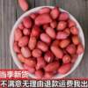 Seasonal New Arrivals Northeast Red-Skinned Peanuts, Shelled Peanuts, Raw Peanut Seeds, Cooked Peanuts, Thin-Skinned Snacks