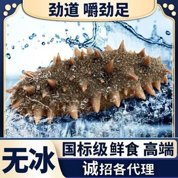 Mingzun 10A Grade Dalian Classy Ready-To-Eat Sea Cucumber 500g Sea Cucumber Ready-To-Eat Sea Cucumber Manufacturer Wholesale Shipped by Sf Express