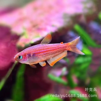 Shanghai Wholesale Rainbow Star Diamond Light Fish South American Small Fish Tropical Ornamental Fish Live Ornamental Fish Emperor Grass Tank Fish