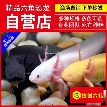 Hexagonal Dragon Fish, Hexagonal Dinosaur Fish, Live Fish, Salamander, Easy to Raise Cold Water Fish, No Need for Oxygen, Ornamental Fish, Pet Freshwater Fish