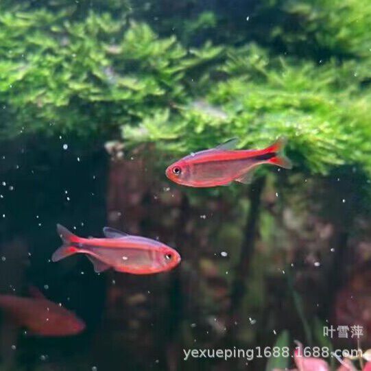 Red Fire Ant Devil Light Fish Red Fire Ant Light Fish Yellow Fire Ant Devil Light South American Light Fish Tropical Ornamental Fish Wholesale