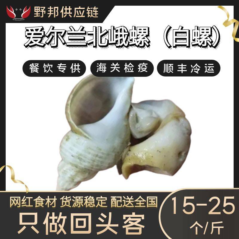 Frozen White Snails from the Uk, Imported from Ireland, North Eel Snails, North Eel Snails with Shells, Seafood, 15-25 Pieces, Deep-Sea Wild-Caught