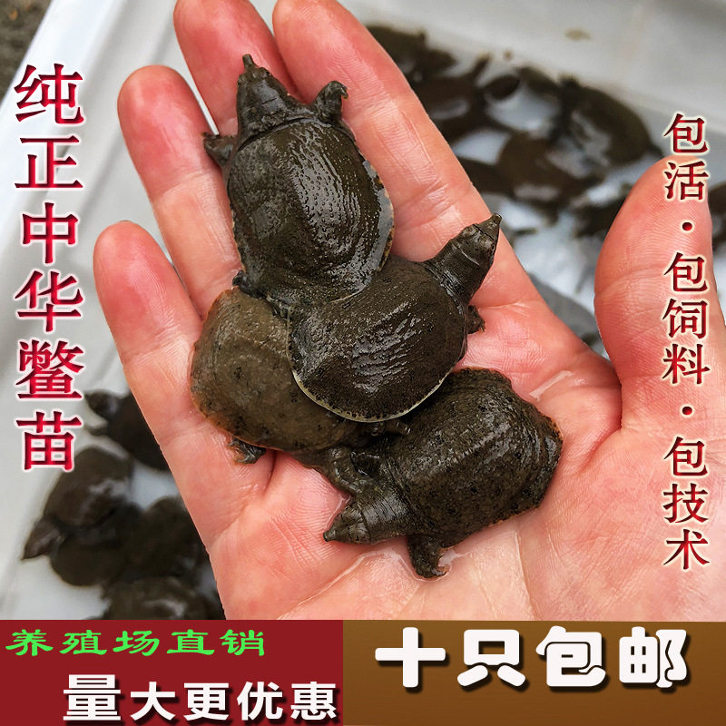 Turtle Fry Outdoor Pond Farming Chinese Softshell Turtle Fry Small Turtle Fry Water Turtle Fry Snapping Turtle Fry Arowana Live Bait Feed Full Package