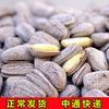 Ll Pepper Salt Pine Nuts 500g Large Special Grade Special Pepper Salt Flavor Fresh Bulk New Arrival Hand Peeled Dried Nuts