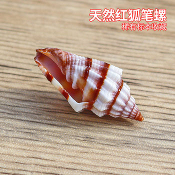 Natural Small Conch Shell Red Fox Pen Snail Specimen Fish Tank Landscape Aquarium Decoration Handmade DIY Collection Ornaments