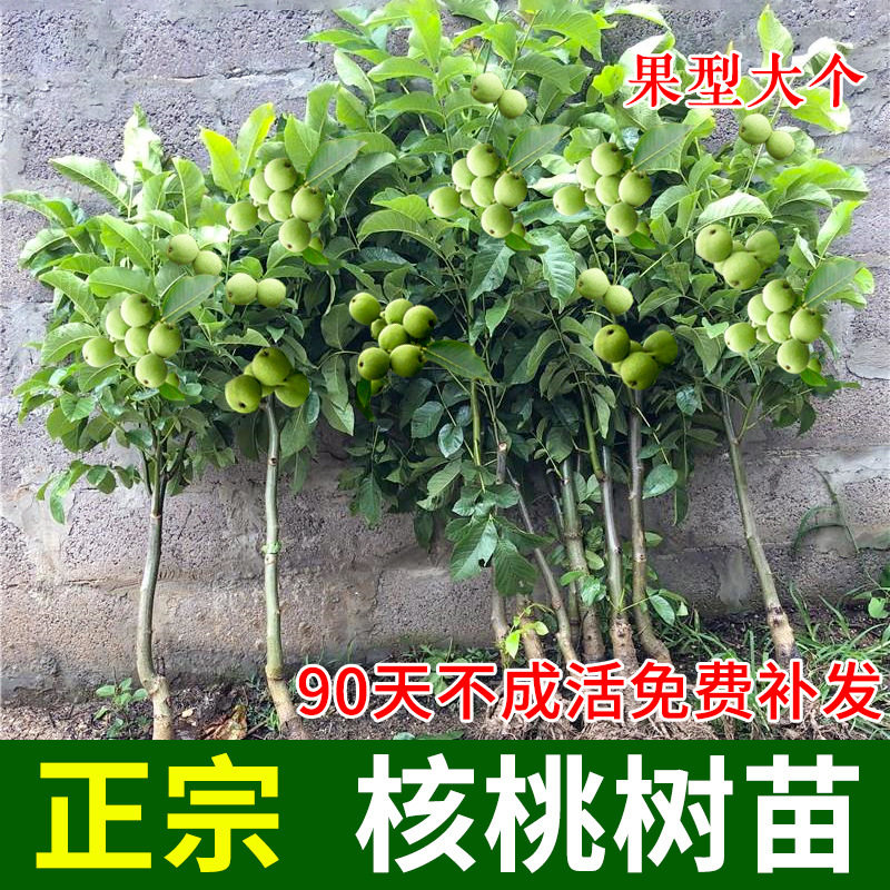 Grafted Walnut Saplings, Fruit Saplings, Pecan Seedlings Planted in the North and South 8518 Ground-Planted Thin-Shell Paper Bark That Bear Fruit in the Same Year