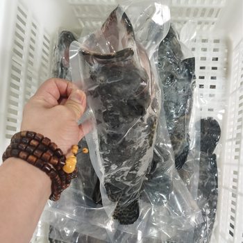 Gillthead Sea Bream, Green Spot, Oil Spot, Dragon Pattern, Dongshan Island Ecological Sea Bream, Catering Ingredients, Sea Bream