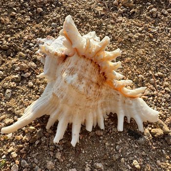 Natural Conch Shell Roll Shell Fish Hermit Crab Spare Replacement Shell Fish Tank Landscape Decoration Aquarium Decoration