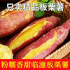 Shaanxi Linzhou Chestnut Sweet Potatoes Fresh Sandy Floor Chestnut Sweet Potatoes Fresh Sweet Potatoes Wholesale Cross-Border E-Commerce