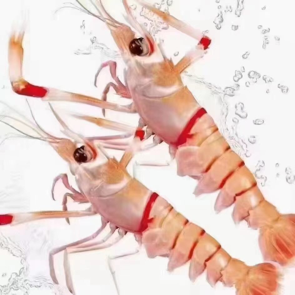 New Zealand Qiao Shrimp No. 1 Qiao Shrimp Seafood Sashimi Platter Deep Sea Crayfish Sea Prawn Ready-To-Eat 2kg Box for Commercial Use