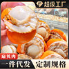 Ice-Free Extra Large Scallop Meat Scallop Meat with Yellow Fresh Quick-Frozen Scallop Meat Commercial Wholesale Custom-Made Oem Delivery