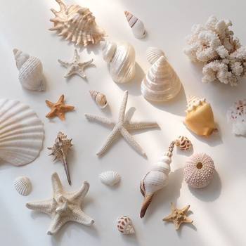 Natural Shell Starfish Ornaments Decorative Conch Fish Tank Landscaping Handmade DIY Materials Jewelry Photo Props