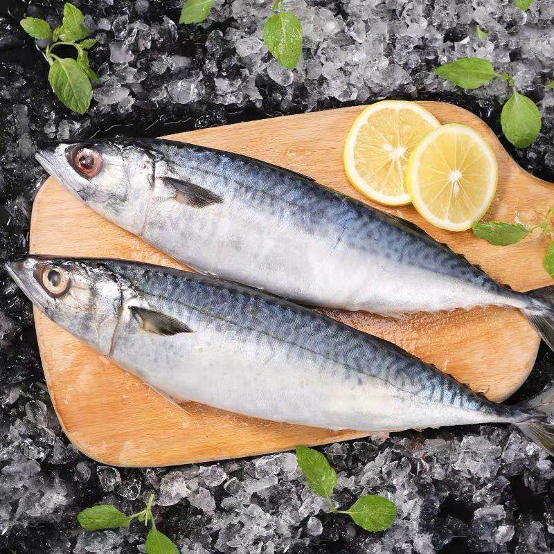 Mackerel, Bluefish, Fresh Frozen Mackerel, Bluefish, Sea Bass, Small Mackerel, Sea Perch, Mackerel