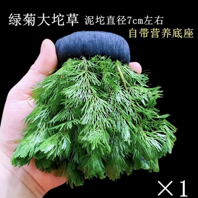Green Chrysanthemum Grass Oxygenated Spherical Water Grass Is a Complete Set of Betta Fish Tank Landscaping Without Bottom Sand to Purify Water Quality