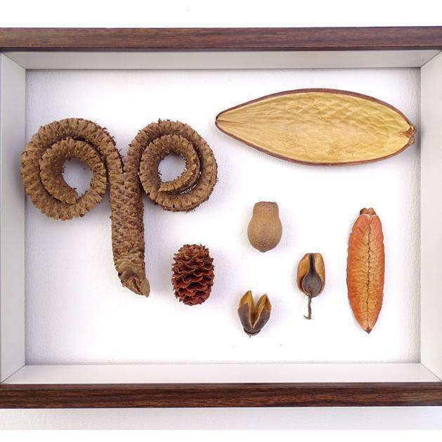 South American and South African Brazilian Fruit Shell, Hot-Beattiba Fruit, Terelong Beta Fruit, Hedgehog Shell, Handmade DIY Photo Frame Teacher's Day