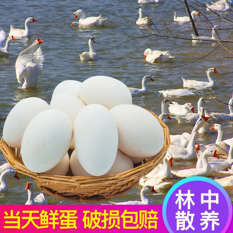 Farmhouse Goose Eggs, 6 Pieces, 80-100g, Fresh Eggs on the Day, Free-Range Goose Eggs, Great for Removing Toxins, Fresh for Pregnant Women