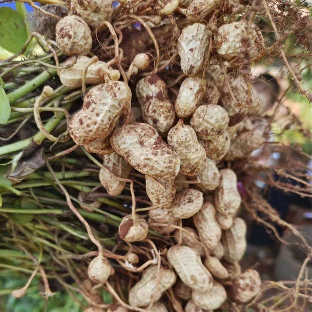 2025 Fresh Peanuts, Farm Freshly Dug Pink-Skinned Peanuts, Boiled Peanuts, Shelled Fresh Wet Peanuts with Slight Mud