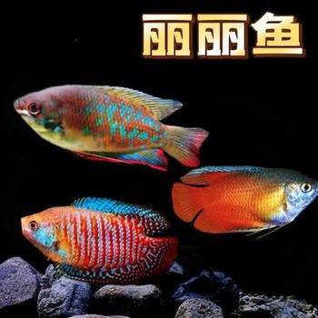 Ornamental Fish: Arowana, Yellow Arowana, Blue Arowana, Colorful Arowana, Fortune Arowana, Blood Arowana, Pearl Arowana, Live Arowana