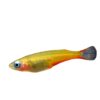 Colorful paddy fish live lamp fish small fish freshwater water tank killifish fish farm direct tropical ornamental fish