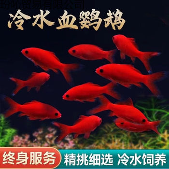 Cold Water Parrot Fish, Lucky Red Fish, Freshwater Fish, Easy to Raise and Live, Cold Water Fish Fry, Ornamental Fish, Live Fish, Goldfish, Hardy Koi